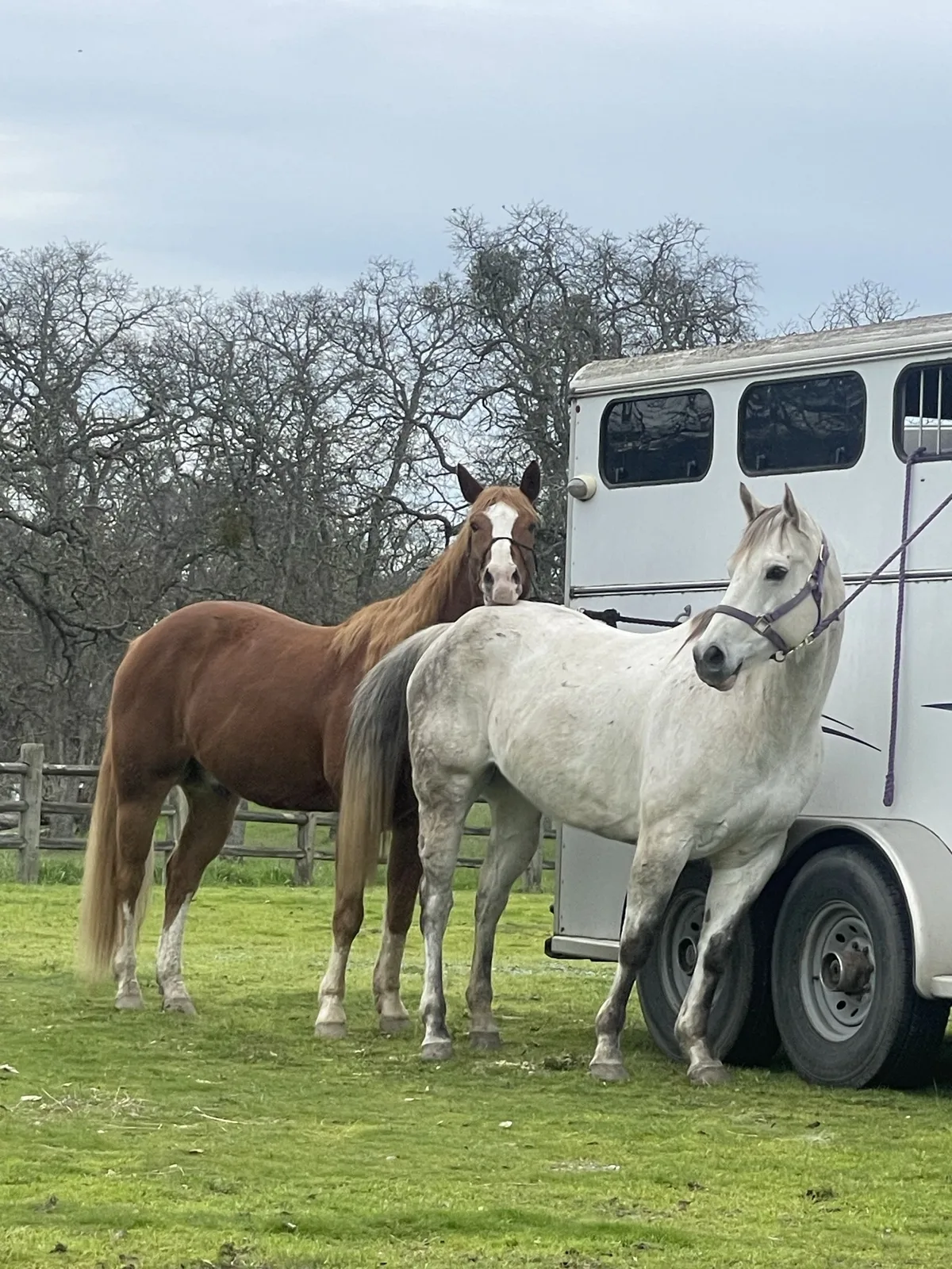 Shannon's peaceful property with horses, reflecting the relaxing cottage atmosphere